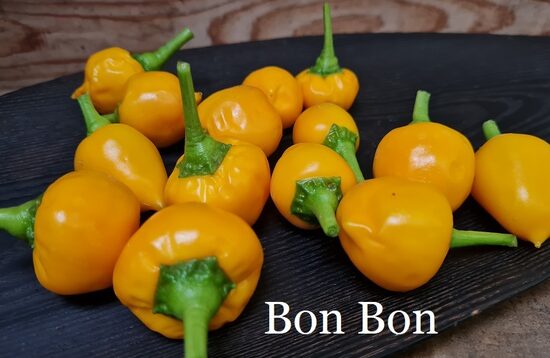 Bon Bon (1*) (asā pipara stāds podiņā)